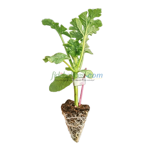 Aşılı Odipus F1 Karpuz Fidesi - Görsel 3