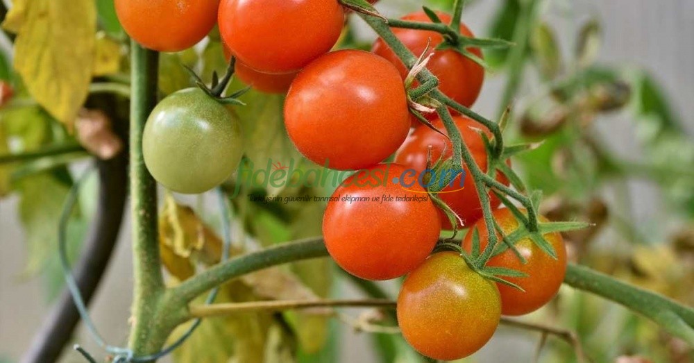 Domates Yetiştiriciliği Rehberi: Hastalıklar, Zararlılar ve Etkili Çözüm Yolları