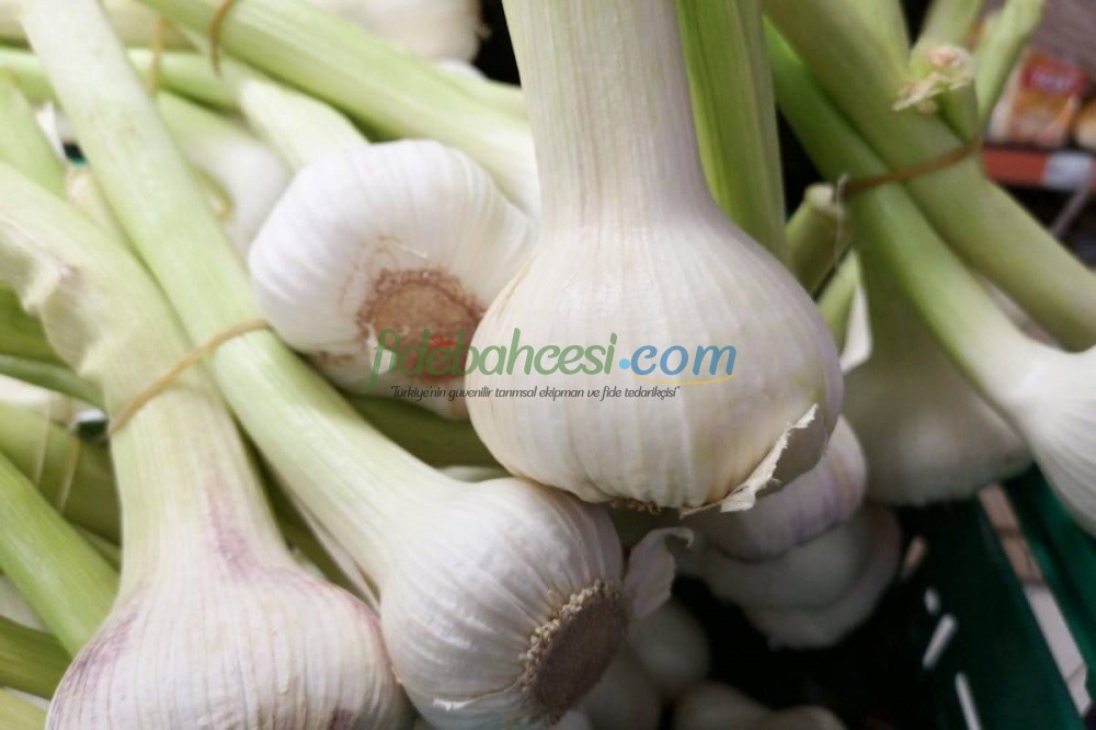 İlkbahar Sebzeleri: Ekiminden Hasadına Uzman Rehber