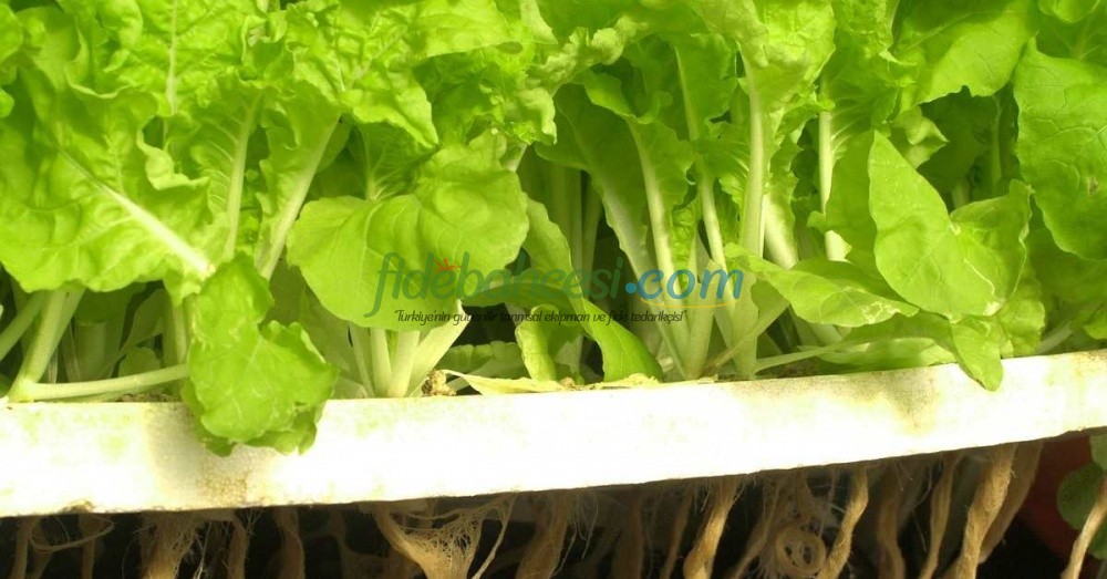 Topraksız Tarım: Geleceğin Bereketli Çözümü