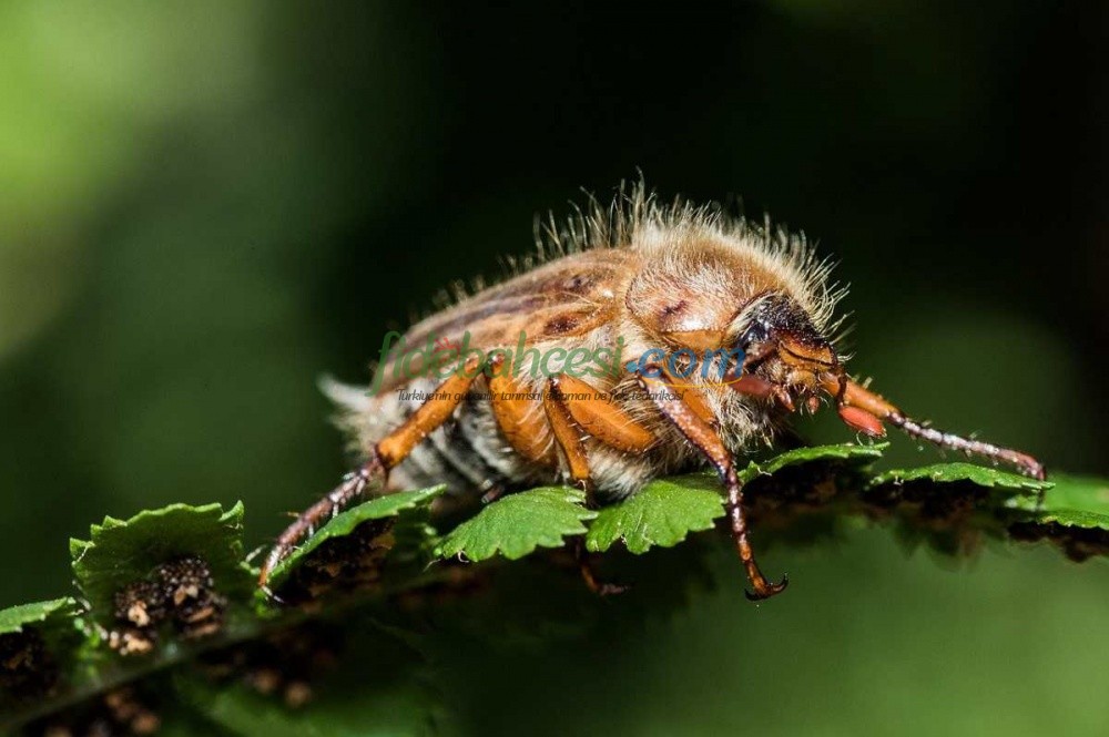 Fındık Bahçelerinin Kabusu: Mayıs Böceği ile Mücadele Rehberi