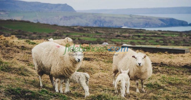 Koyunlarda Delibaş Hastalığı (Coenurosis): Nedenleri, Belirtileri, Tedavisi ve Korunma Yolları