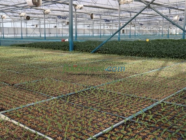 Fide Seçimi, Tohumdan Hasada: Başarılı Bir Bahçecilik Rehberi