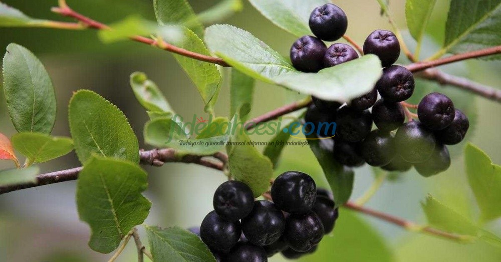 Aronya Yetiştiriciliği Rehberi: İklim, Toprak, Bakım ve Hasat Hakkında Her Şey