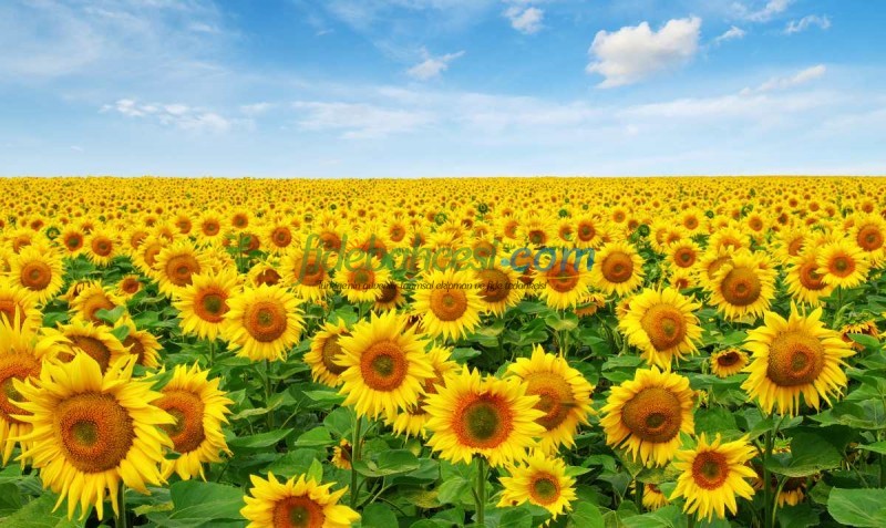 Ayçiçeği Yetiştiriciliği: Kapsamlı Bir Rehber