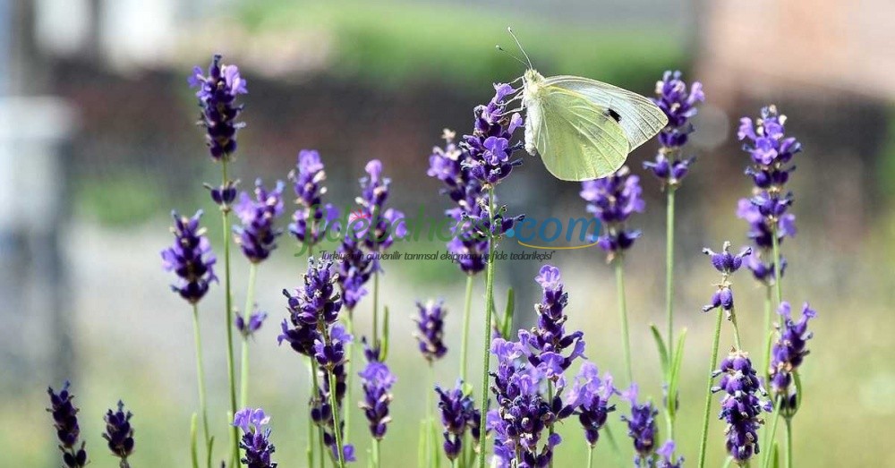 Lahana Kelebeği: Tanımı, Zararları ve Etkili Mücadele Yöntemleri (Uzman Rehberi)