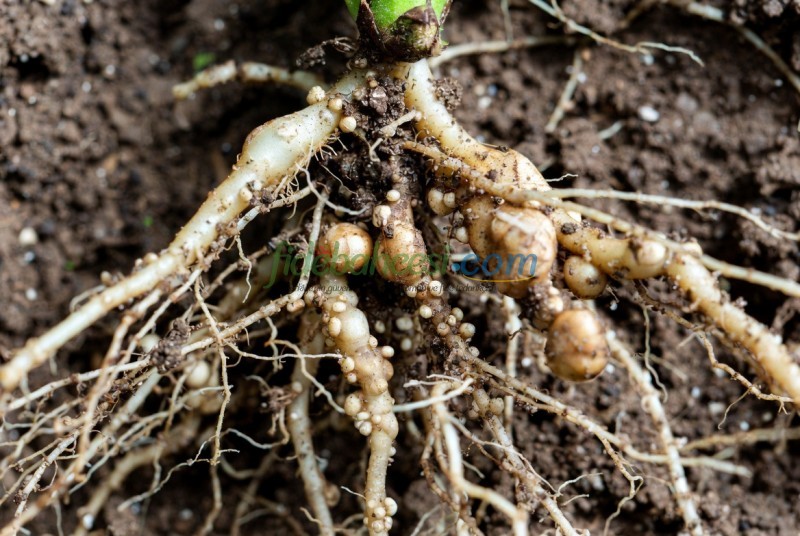 Nematodlarla Mücadele: Bitki Sağlığını Koruma Rehberi