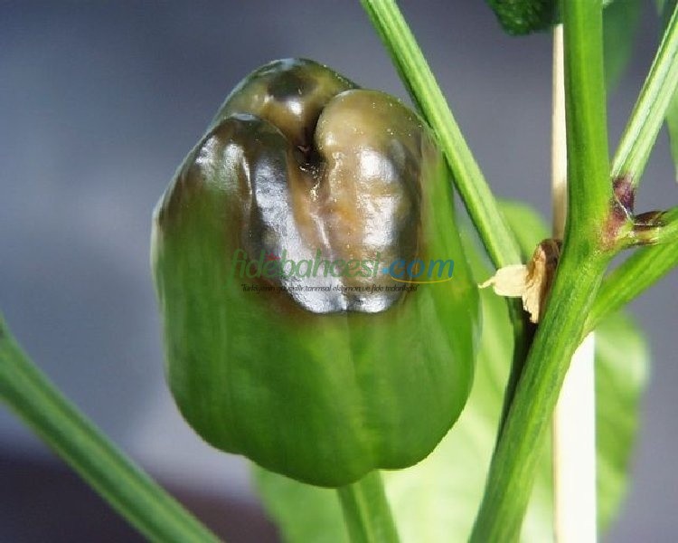 Biberlerde Yumuşak Çürüklük Hastalığı: Kökten Çözümler ve Korunma Yolları