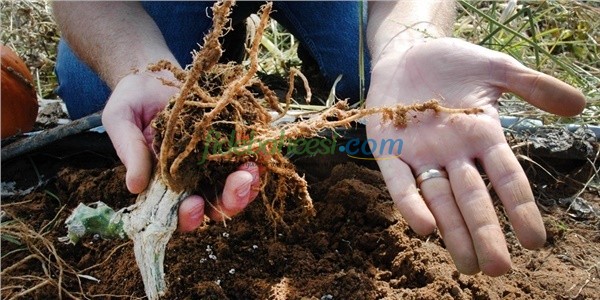 Nematod Nedir Nasıl Bulaşır