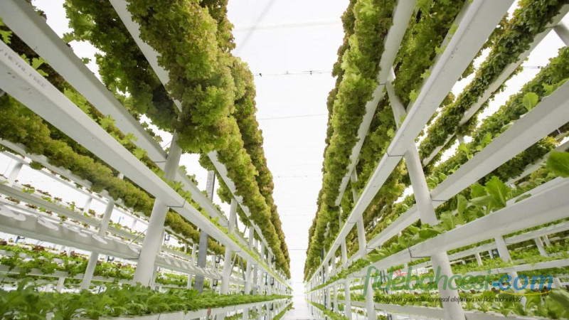 Dikey Tarım Devrimi: Geleceğin Gıda Üretiminde Yeni Bir Çağ