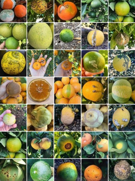 Narenciye Bahçelerinde Kapsamlı Tehdit Analizi: 35'ten Fazla Hastalık ve Zararlıya Karşı Uzman Rehberi