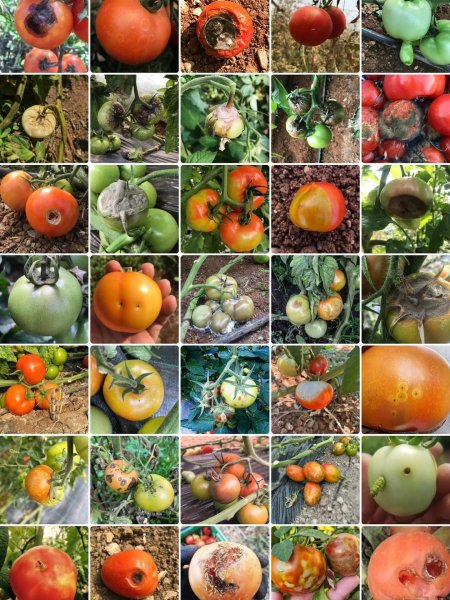 Domates Yetiştiriciliğinde Karşılaşılan Hastalık ve Zararlılar: Kapsamlı Bir Rehber