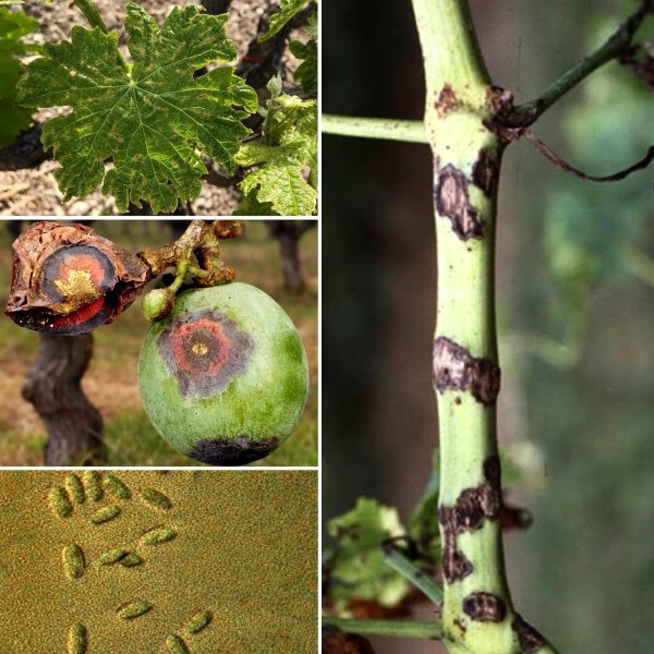 Bağ Antraknozu (Elsinoë ampelina): Asma Bağlarını Tehdit Eden Sinsi Hastalık ve Kapsamlı Mücadele Yöntemleri