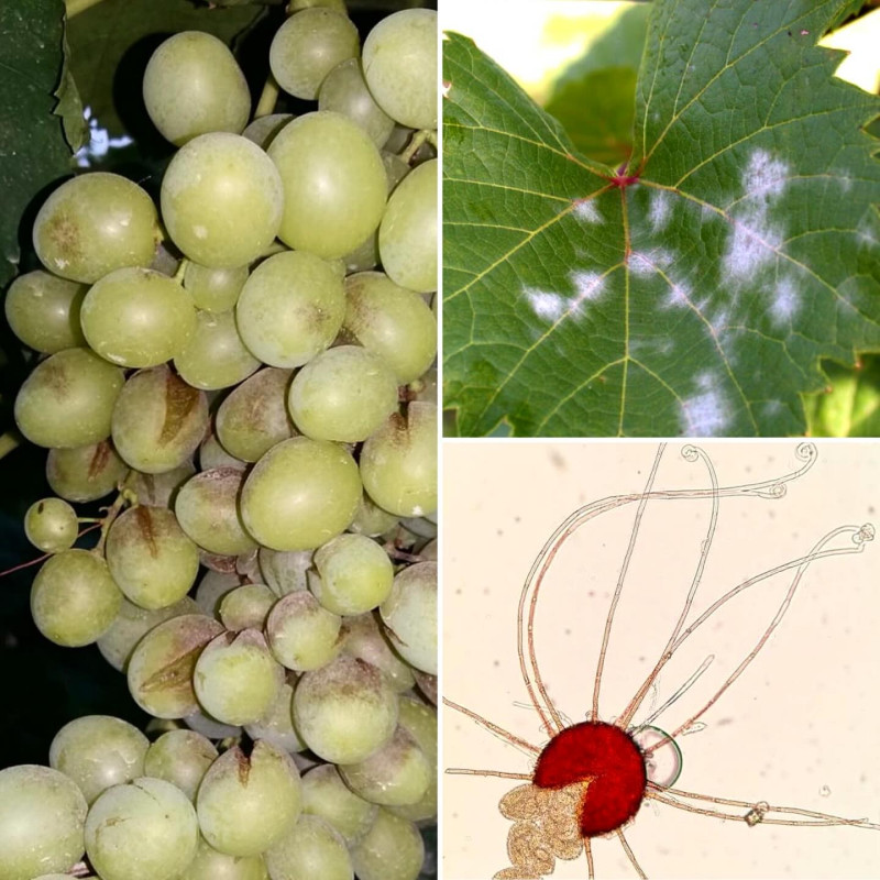 Bağ Küllemesi (Erysiphe Necator): Asmaların En Sinsi Düşmanıyla Kapsamlı Mücadele Rehberi