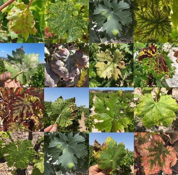 Asma Yapraklarında Stres Faktörleri: Biyotik ve Abiyotik Tehditlere Kapsamlı Bir Bakış