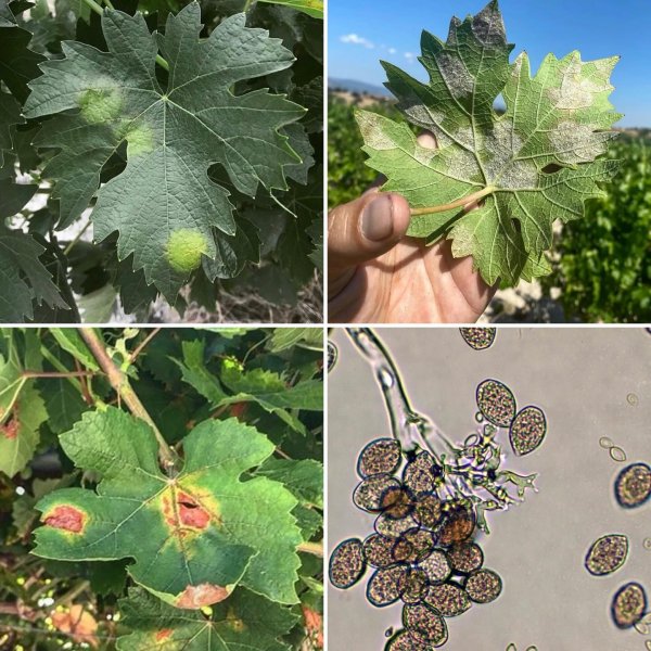 Bağ Mildiyösü (Plasmopara viticola): Kapsamlı Bir Mücadele Rehberi ve Sürdürülebilir Bağcılık Yaklaşımları