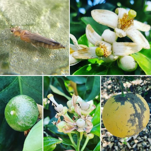 Greyfurt (Pomelo) Çiçeklenmesinde Thrips Zararı: Kapsamlı Bir Mücadele Rehberi