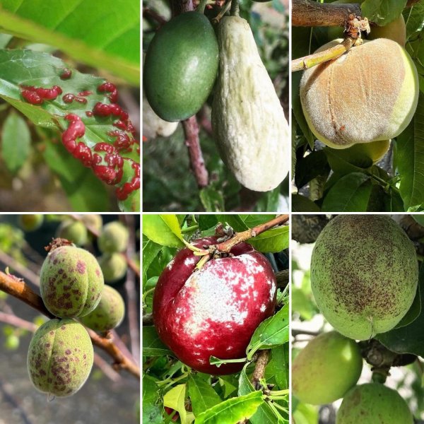 Taş Çekirdekli Meyvelerde Hastalık Yönetimi: Kapsamlı Bir Ziraat Mühendisi Rehberi