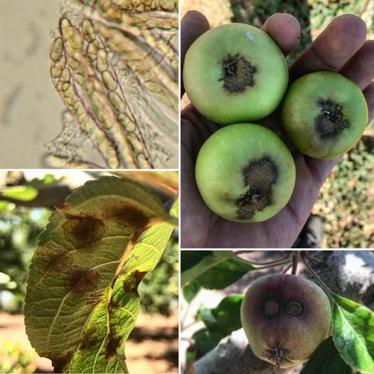 Elma Karalekesi (Venturia inaequalis): Küresel Bir Tehdidin Derinlemesine Analizi ve Kapsamlı Mücadele Yöntemleri