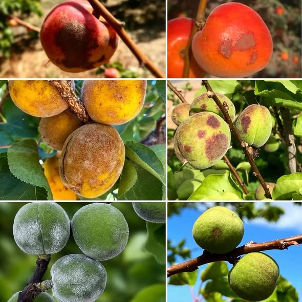 Kayısıda Külleme Hastalığı (Sphaerotheca pannosa) ile Kapsamlı Mücadele Rehberi