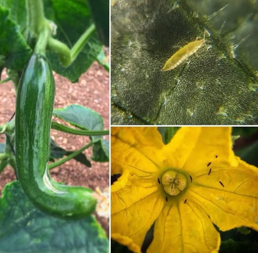 Hıyar Bitkisinde Western Çiçek Tripsi Zararlıları ve Entegre Mücadele Stratejileri