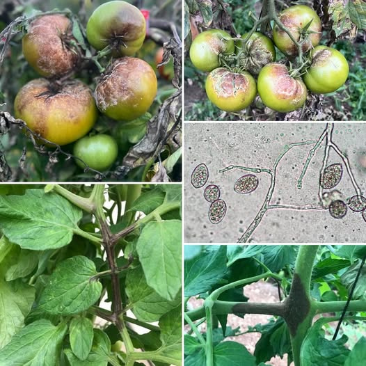 Domateslerde Geç Yanıklık Hastalığı: Phytophthora infestans ile Kapsamlı Mücadele Rehberi