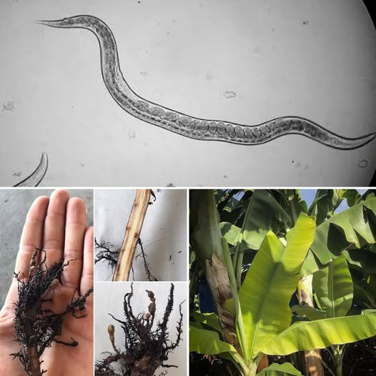 Muz Üretiminin Gizli Düşmanı: Bitki Paraziti Nematodlarla Kapsamlı Mücadele Rehberi