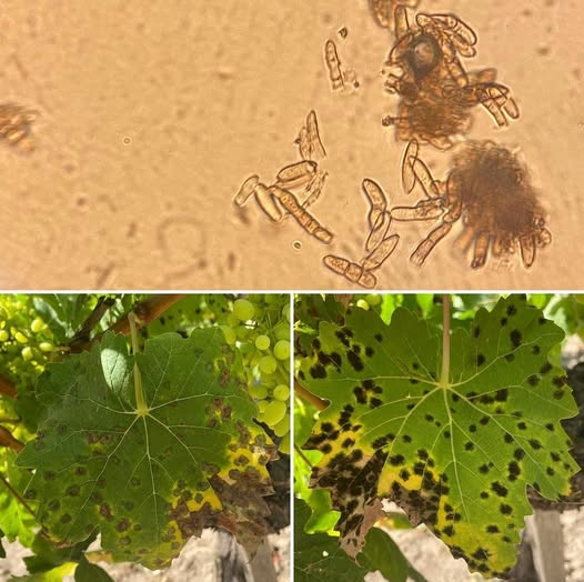 Asma Bağlarında Cercospora Yaprak Lekesi: Yeni Tehdit, Kapsamlı Tanı ve Etkin Mücadele Stratejileri