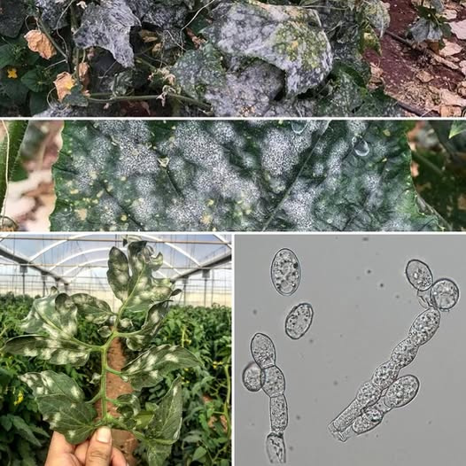 Külleme Hastalığına Derinlemesine Bakış: Salatalık ve Domates Üretiminde Mikroskobik Sırları Çözmek