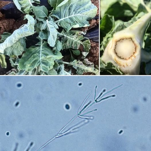 Karnabaharda Verticillium Solgunluğu: Kapsamlı Bir Mücadele Rehberi