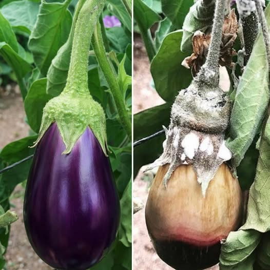 Patlıcan Yetiştiriciliğinde Beyaz Küf Hastalığına Karşı Kapsamlı Rehber: Sağlıklı Ürünler İçin Adım Adım Stratejiler