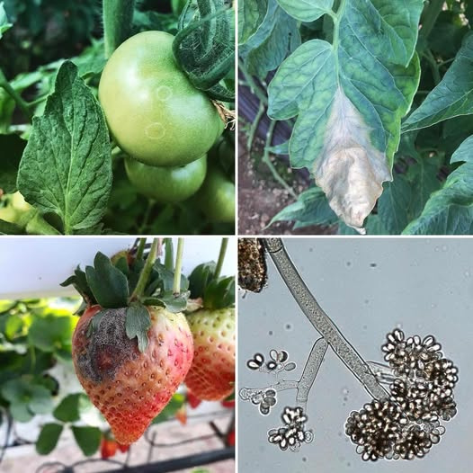 Gri Küf Hastalığı (Botrytis Cinerea): Bitki Sağlığının Sinsice Düşmanı ve Kapsamlı Mücadele Yöntemleri