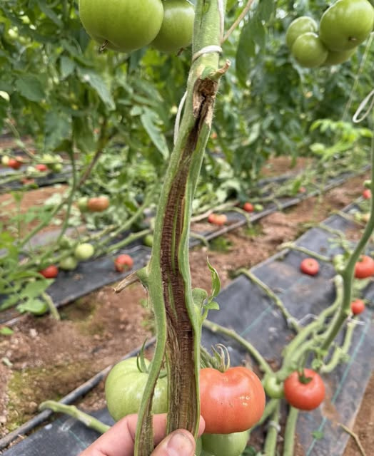Domates Öz Nekrozu: Bitkilerinizin Gizli Düşmanı ve Kapsamlı Mücadele Yolları