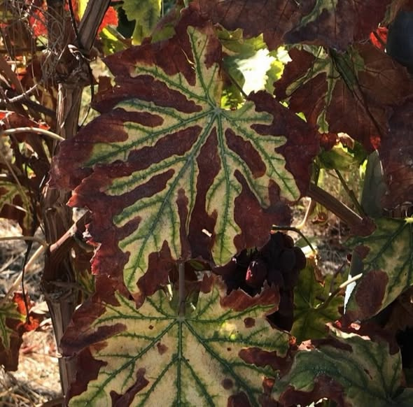 Asma Bağlarının Sessiz Katili Esca: Kaplan Çizgilerinden Ani Ölüme Kapsamlı Bir Rehber