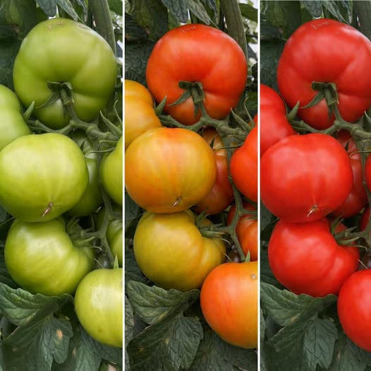 Domates Olgunlaşmasının Sırları: Yeşilden Kızıla Mükemmel Bir Dönüşümün Mühendisliği