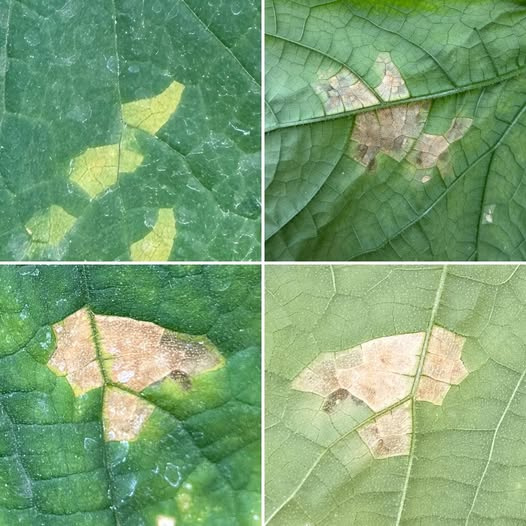 Hıyar Mildiyösü ile Mücadelede Kritik Adım: Fungisit Sonrası Aktif ve Kontrollü Enfeksiyonu Ayırt Etme Rehberi