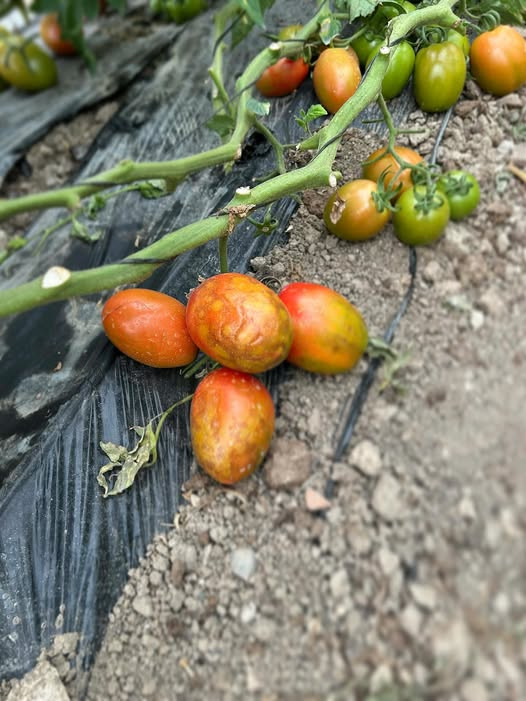 Domatesiniz Neden Hastalandı? Bir Ziraat Mühendisinden Kapsamlı Teşhis ve Tedavi Rehberi