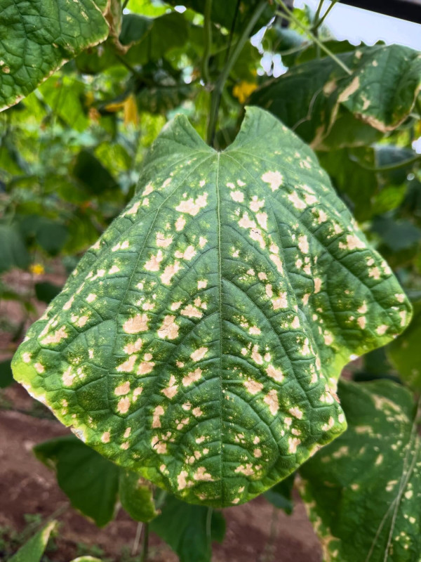 Kışın Salatalık Yapraklarında Yanık Lekeleri: Soğuk Stresi ve Yoğun Işığın Sinsice Dansı