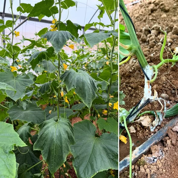 Hıyar Bitkilerinde Ani Solgunluk ve Beyaz Küf Hastalığı (Sclerotinia Rot): Kapsamlı Bir Mücadele Rehberi