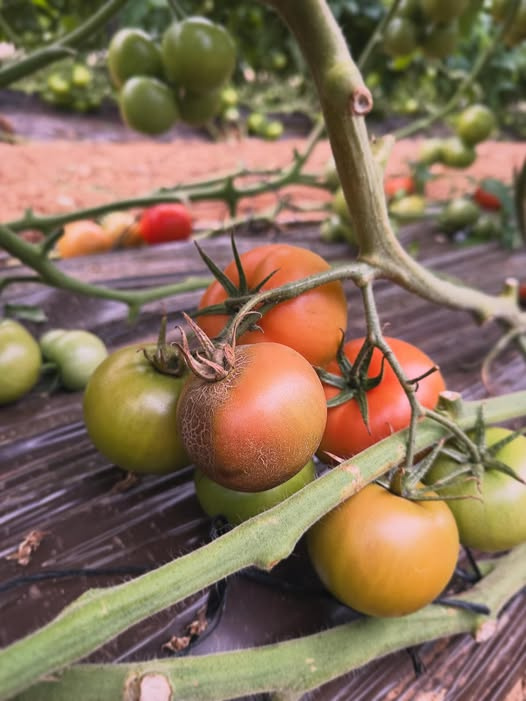 Domates Pas Akarı (Aculops lycopersici): Sinsi Tehdit ve Kapsamlı Mücadele Rehberi