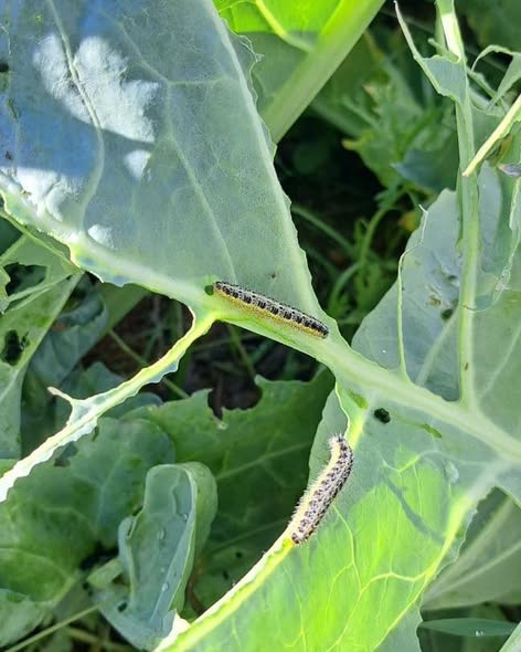 Pieris Brassicae: Lahana Kelebeği Larvalarının Neden Olduğu Yaprak İskeletleşmesi