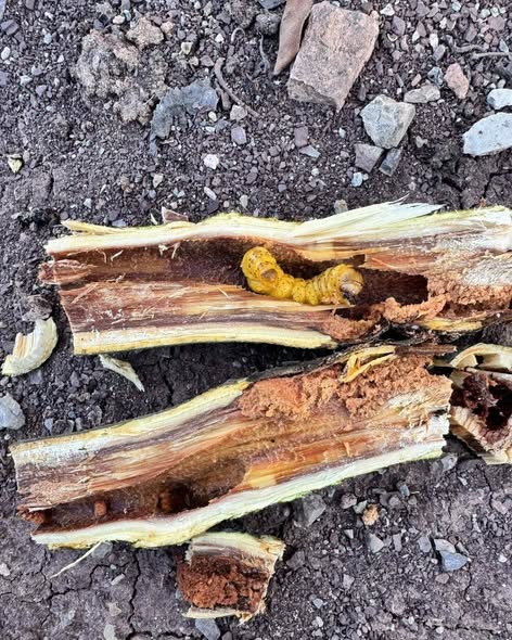 Elma Ağaçlarının Sinsi Düşmanı: Zeuzera pyrina (Leopar Güvesi)