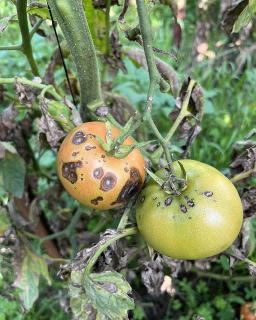 Domates Meyvelerinde Alternaria: Küçük Lekelerden Büyük Kayıplara Uzanan Gizli Tehdit