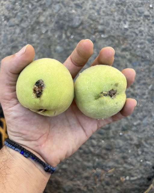 Şeftali Filiz Güvesi (Anarsia Lineatella)