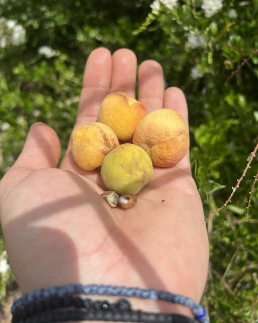 Kayısı Ağaçlarının Gizli Düşmanı: Eurytoma Türleri ve Kapsamlı Mücadele Stratejileri