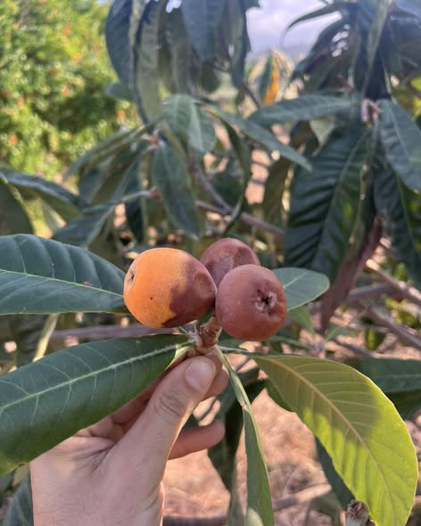 Yenidünya Ağaçlarında Akdeniz Meyve Sineği Mücadelesi