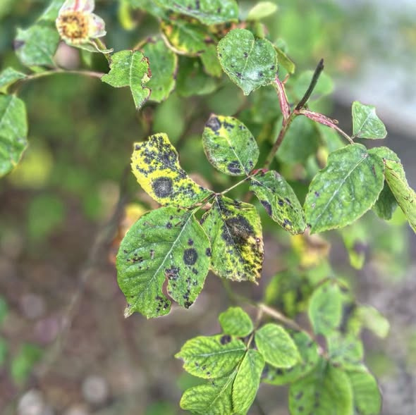 Güllerin Kabusu: Kara Leke Hastalığı ile Kapsamlı Mücadele Rehberi
