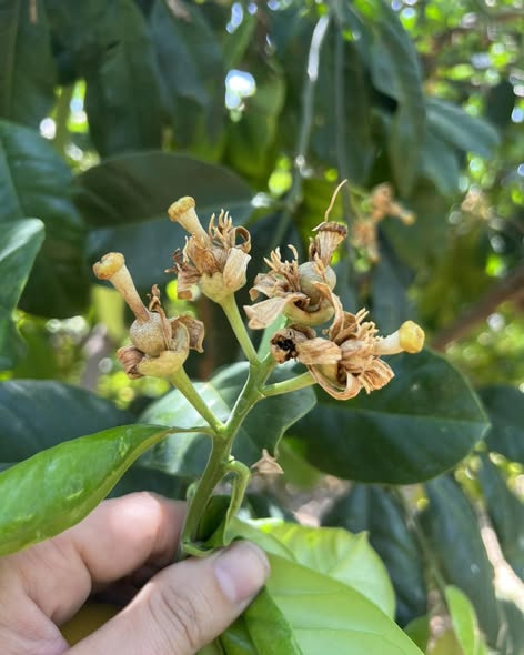 Narenciye Bahçelerinin Gizli Düşmanı: Turunçgil Trips