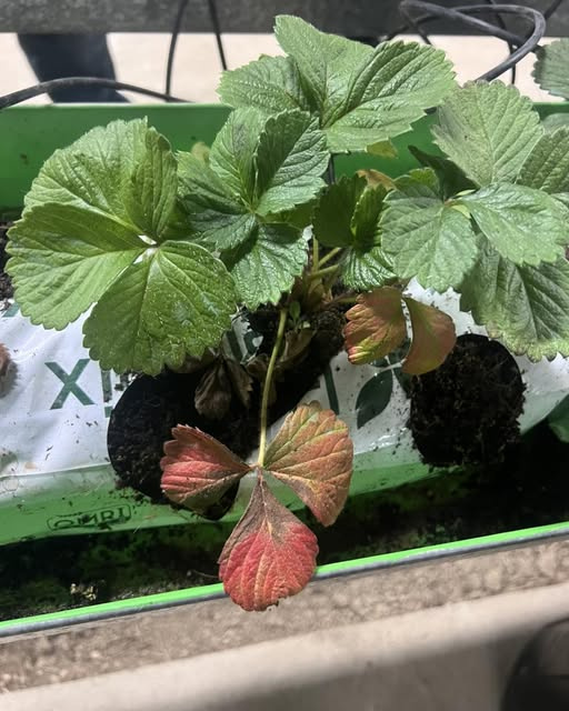 Bitki Beslemede Kritik Dengeler: Azot ve Fosfor Eksikliklerinin Derinlemesine Analizi