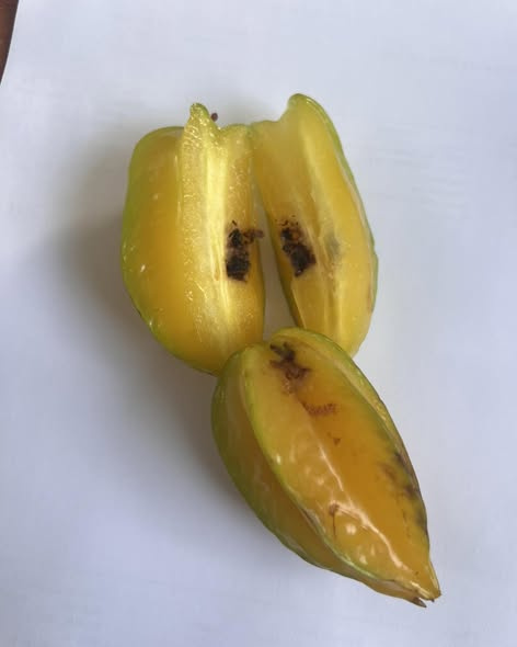 Karambola (Starfruit) Yetiştiriciliğinde Lepidopter Larvalarının Gizli Tehdidi